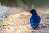 Image. Barn Swallow