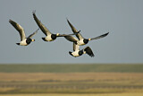 Image. Barnacle Goose