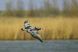 Image. Barnacle Goose
