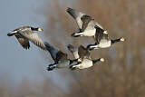 Image. Barnacle Goose