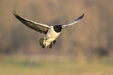 Image. Barnacle Goose