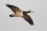 Image. Barnacle Goose
