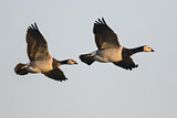 Image. Barnacle Goose