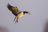 Image. Barnacle Goose