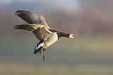 Image. Barnacle Goose