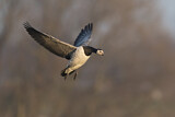 Image. Barnacle Goose