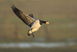 Image. Barnacle Goose