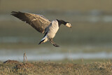 Image. Barnacle Goose