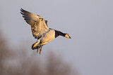 Image. Barnacle Goose