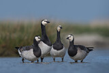 Image. Barnacle Goose