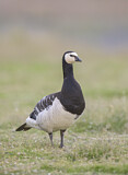 Image. Barnacle Goose