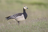 Image. Barnacle Goose