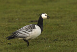 Image. Barnacle Goose