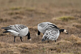 Image. Barnacle Goose