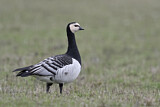 Image. Barnacle Goose