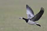 Image. Barnacle Goose