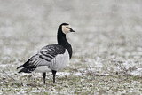 Image. Barnacle Goose