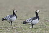 Image. Barnacle Goose