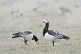 Image. Barnacle Goose