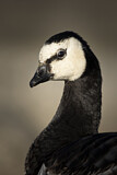 Image. Barnacle Goose