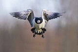 Image. Barnacle Goose