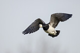 Image. Barnacle Goose