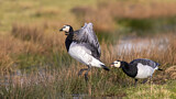 Image. Barnacle Goose