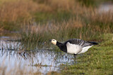 Image. Barnacle Goose