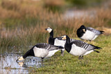 Image. Barnacle Goose