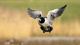 Image. Barnacle Goose
