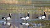 Image. Barnacle Goose