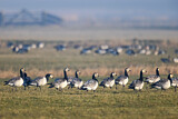 Image. Barnacle Goose