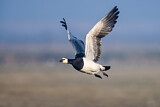 Image. Barnacle Goose
