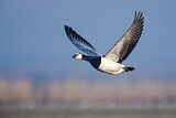 Image. Barnacle Goose