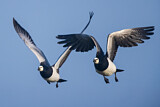 Image. Barnacle Goose
