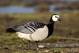 Image. Barnacle Goose