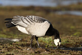 Image. Barnacle Goose