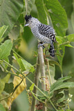 Image. Barred Antshrike
