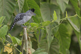 Image. Barred Antshrike