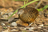 Image. Barred Buttonquail