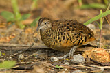 Image. Barred Buttonquail