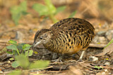 Image. Barred Buttonquail