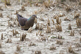 Image. Barred Cuckoo-Dove
