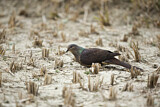 Image. Barred Cuckoo-Dove
