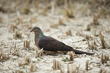 Image. Barred Cuckoo-Dove