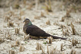 Image. Barred Cuckoo-Dove
