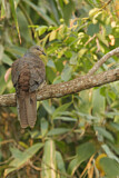 Image. Barred Cuckoo-Dove