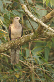 Image. Barred Cuckoo-Dove