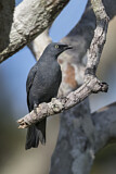 Image. Barred Cuckooshrike