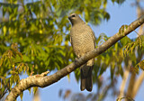 Image. Barred Cuckooshrike